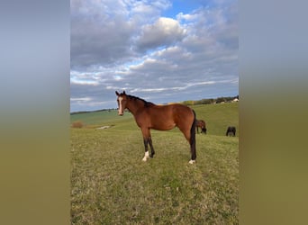 Holstein, Mare, 3 years, 16,2 hh, Brown