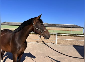Holstein, Mare, 3 years, 16 hh, Bay-Dark