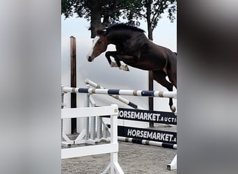 Holstein, Mare, 3 years, 16 hh, Bay