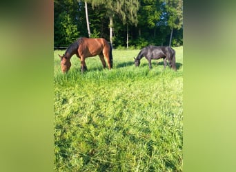 Holstein, Mare, 3 years, 16 hh, Black