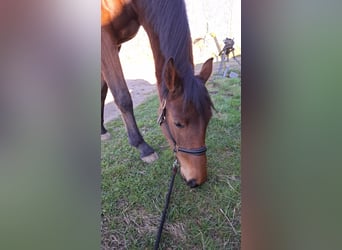 Holstein, Mare, 3 years, 16 hh, Brown