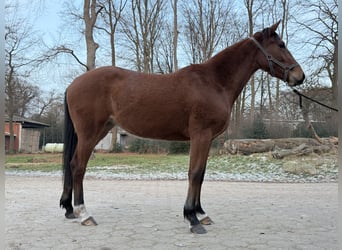 Holstein, Mare, 3 years, 16 hh, Brown-Light