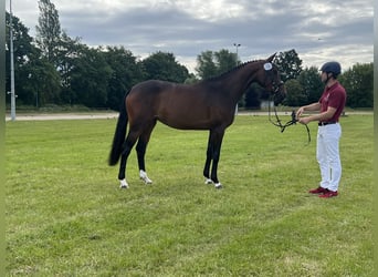 Holsteiner, Stute, 3 Jahre, 16 hh, Brauner