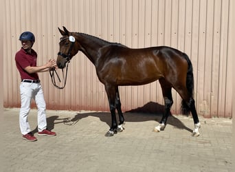 Holsteiner, Stute, 3 Jahre, 16 hh, Brauner