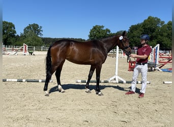 Holsteiner, Stute, 3 Jahre, 16 hh, Brauner