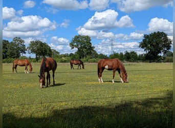 Holstein, Mare, 3 years, 16 hh, Chestnut