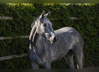 Holstein, Mare, 3 years, 16 hh
