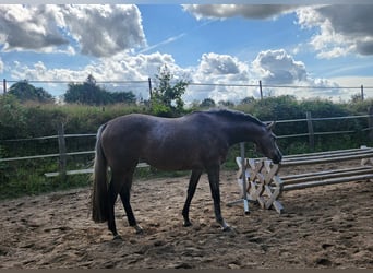 Holstein, Mare, 3 years, 16 hh, Gray