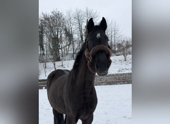Holstein, Mare, 3 years, 16 hh, Smoky-Black