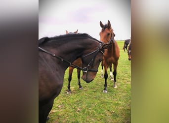 Holstein, Mare, 3 years, 16 hh, Smoky-Black