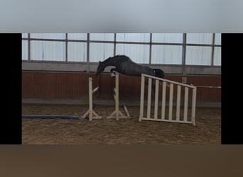 Holstein, Mare, 3 years, 16,1 hh, Grey