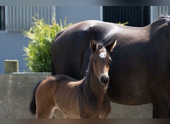 Holstein, Mare, 3 years, 16,2 hh, Bay-Dark