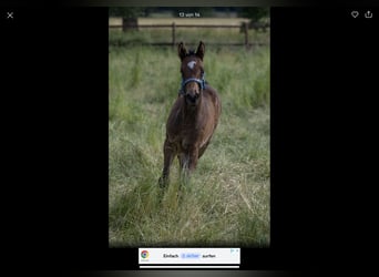 Holstein, Mare, 3 years, 16,2 hh, Bay-Dark