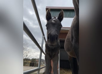 Holstein, Mare, 3 years, 16,2 hh, Black