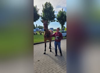 Holstein, Mare, 3 years, 16,2 hh, Brown