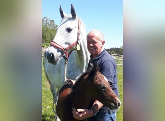 Holstein, Mare, 3 years, 16,2 hh, Brown