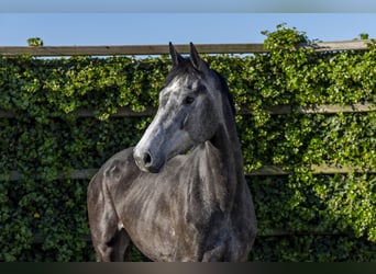 Holstein, Mare, 3 years, 16,2 hh