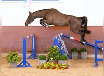 Holstein, Mare, 3 years, Bay-Dark