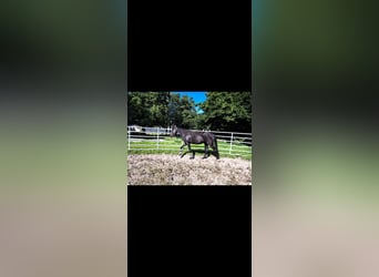 Holstein, Mare, 3 years, Black