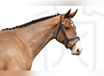 Holstein, Mare, 3 years, Brown