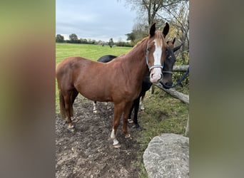 Holstein, Mare, 3 years, Chestnut-Red