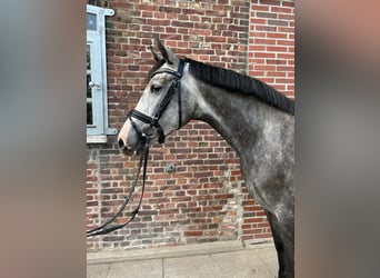 Holstein, Mare, 4 years, 15.1 hh, Gray