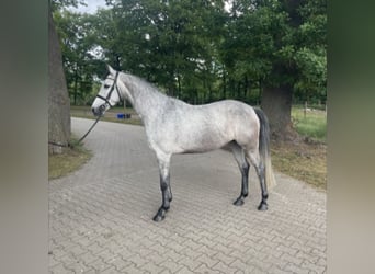 Holstein, Mare, 4 years, 15.1 hh, Grey Holstein, Mare, 4 years, 15.1 hh, Grey