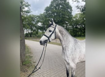 Holstein, Mare, 4 years, 15.1 hh, Grey Holstein, Mare, 4 years, 15.1 hh, Grey