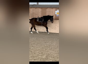 Holstein, Mare, 4 years, 15,2 hh, Bay-Dark