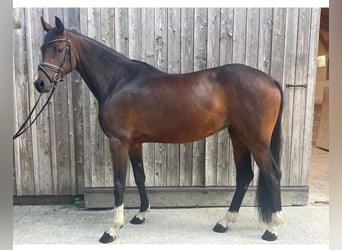 Holstein, Mare, 4 years, 15.2 hh, Brown