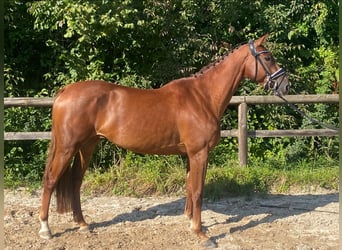 Holstein, Mare, 4 years, 15,2 hh, Chestnut-Red