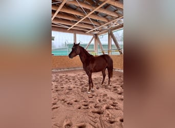 Holstein, Mare, 4 years, 15.2 hh, Chestnut-Red