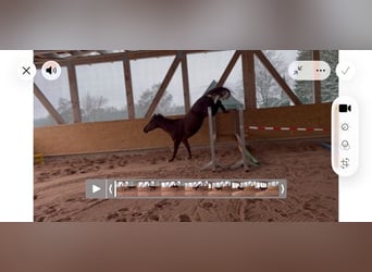 Holstein, Mare, 4 years, 15.2 hh, Chestnut-Red