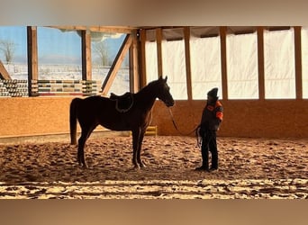 Holstein, Mare, 4 years, 15.2 hh, Chestnut-Red