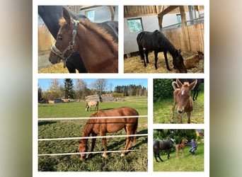 Holstein, Mare, 4 years, 15.2 hh, Chestnut-Red