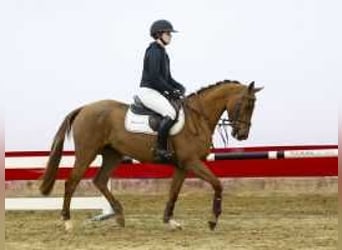 Holstein, Mare, 4 years, 15,2 hh, Chestnut-Red