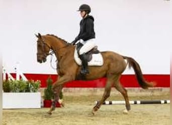 Holstein, Mare, 4 years, 15,2 hh, Chestnut-Red