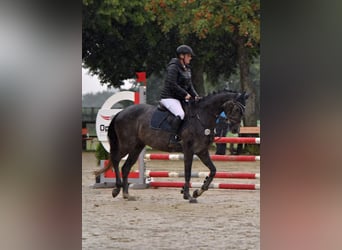 Holsteiner, Stute, 4 Jahre, 15,2 hh, Schimmel