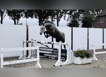 Holstein, Mare, 4 years, 15.2 hh, Grey