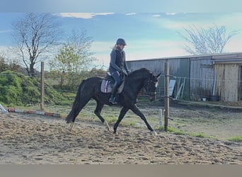 Holstein, Mare, 4 years, 15 hh, Smoky-Black