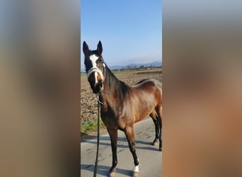 Holstein, Mare, 4 years, 15,1 hh, Brown