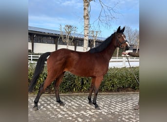 Holstein, Mare, 4 years, 15,2 hh, Brown