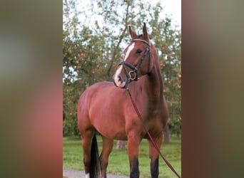 Holstein, Mare, 4 years, 15,2 hh, Brown