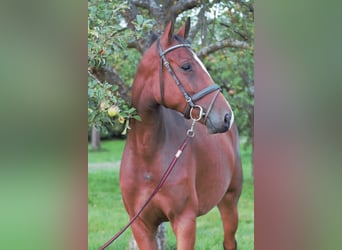 Holstein, Mare, 4 years, 15,2 hh, Brown