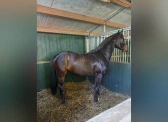Holstein, Mare, 4 years, 16.1 hh, Bay-Dark