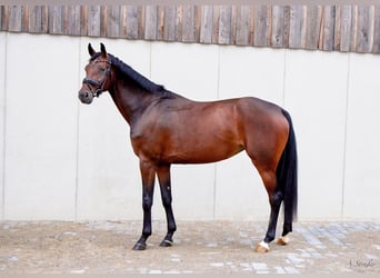 Holstein, Mare, 4 years, 16.1 hh, Bay-Dark