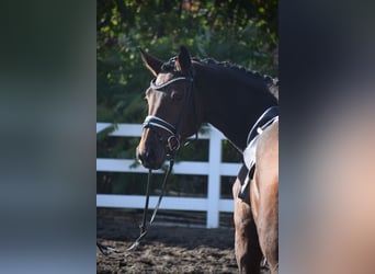 Holstein, Mare, 4 years, 16,1 hh, Brown