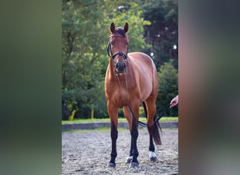 Holstein, Mare, 4 years, 16.1 hh, Brown
