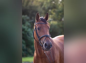 Holstein, Mare, 4 years, 16.1 hh, Brown