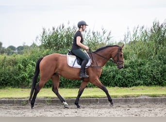 Holstein, Mare, 4 years, 16.1 hh, Brown